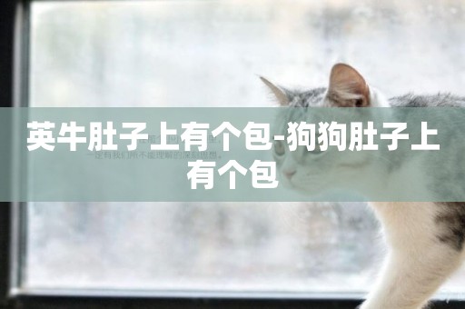 英牛肚子上有個包-狗狗肚子上有個包