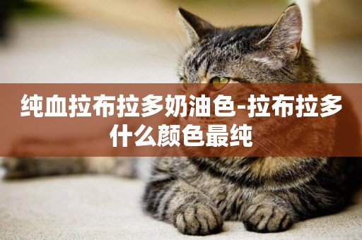 純血拉布拉多奶油色-拉布拉多什么顏色最純