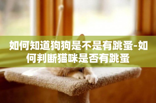 如何知道狗狗是不是有跳蚤-如何判斷貓咪是否有跳蚤