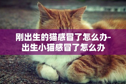 剛出生的貓感冒了怎么辦-出生小貓感冒了怎么辦