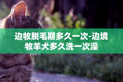 邊牧脫毛期多久一次-邊境牧羊犬多久洗一次澡
