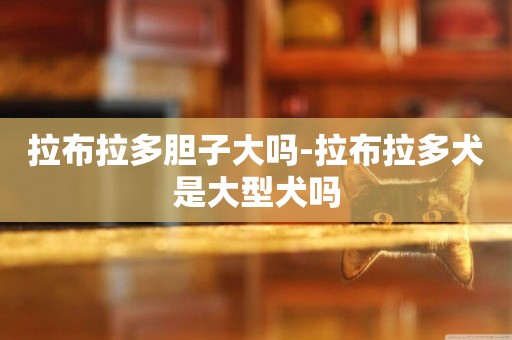 拉布拉多膽子大嗎-拉布拉多犬是大型犬嗎