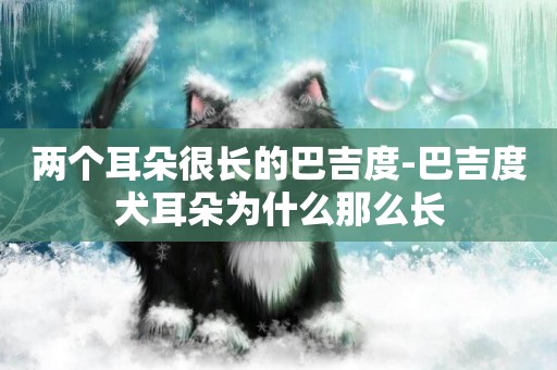 兩個耳朵很長的巴吉度-巴吉度犬耳朵為什么那么長