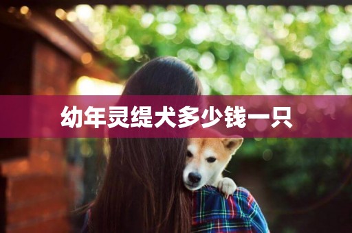 幼年靈緹犬多少錢一只