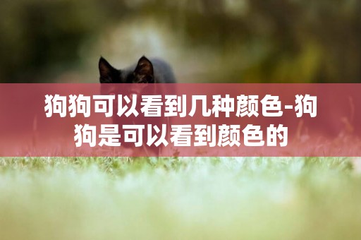 狗狗可以看到幾種顏色-狗狗是可以看到顏色的