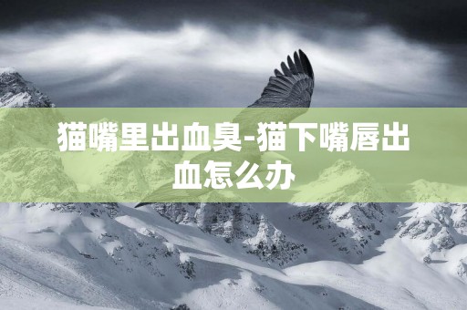 貓嘴里出血臭-貓下嘴唇出血怎么辦