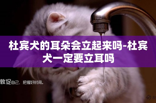 杜賓犬的耳朵會立起來嗎-杜賓犬一定要立耳嗎