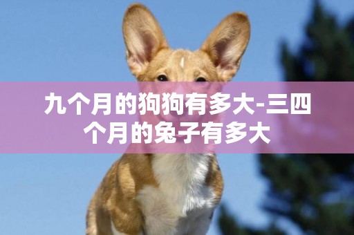 九個月的狗狗有多大-三四個月的兔子有多大