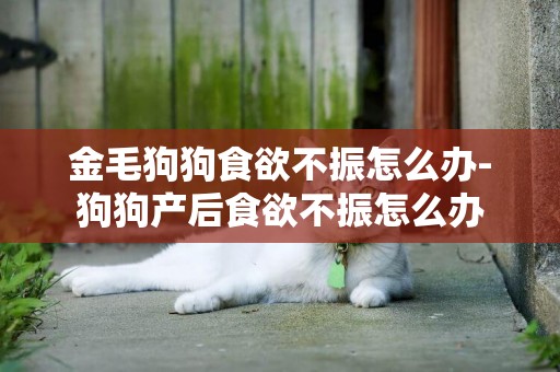 金毛狗狗食欲不振怎么辦-狗狗產后食欲不振怎么辦