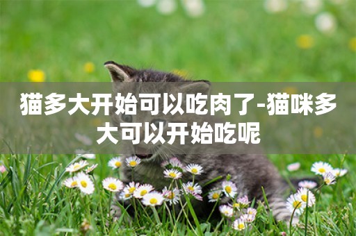 貓多大開始可以吃肉了-貓咪多大可以開始吃呢