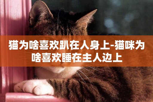 貓為啥喜歡趴在人身上-貓咪為啥喜歡睡在主人邊上