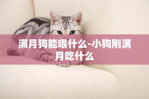 滿月狗能喂什么-小狗剛滿月吃什么