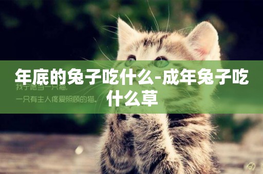 年底的兔子吃什么-成年兔子吃什么草