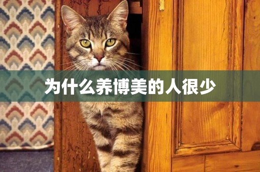 為什么養博美的人很少
