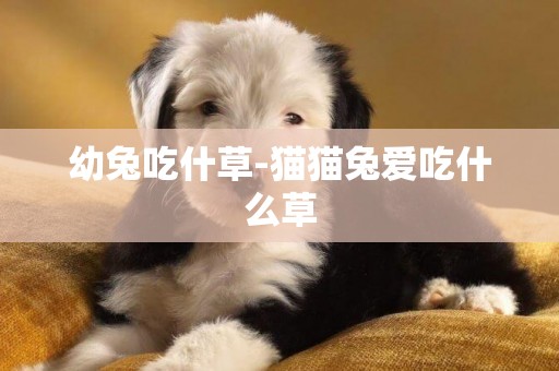 幼兔吃什草-貓貓兔愛吃什么草