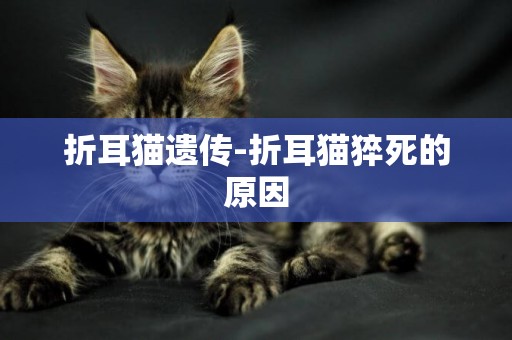 折耳貓遺傳-折耳貓猝死的原因