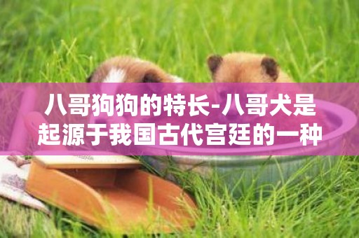 八哥狗狗的特長-八哥犬是起源于我國古代宮廷的一種犬類