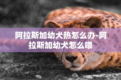 阿拉斯加幼犬熱怎么辦-阿拉斯加幼犬怎么喂