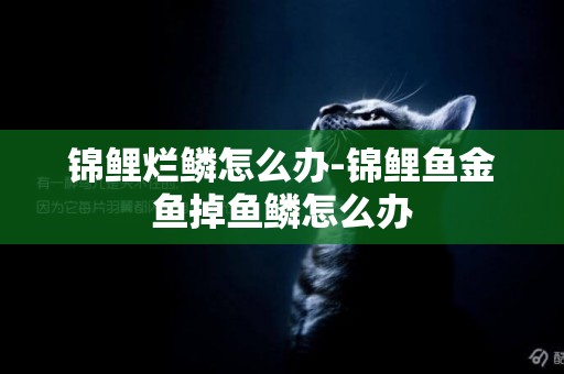 錦鯉爛鱗怎么辦-錦鯉魚金魚掉魚鱗怎么辦