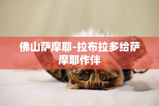 佛山薩摩耶-拉布拉多給薩摩耶作伴