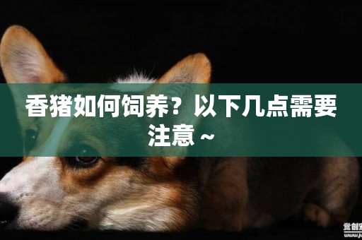 香豬如何飼養？以下幾點需要注意～