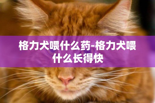 格力犬喂什么藥-格力犬喂什么長得快