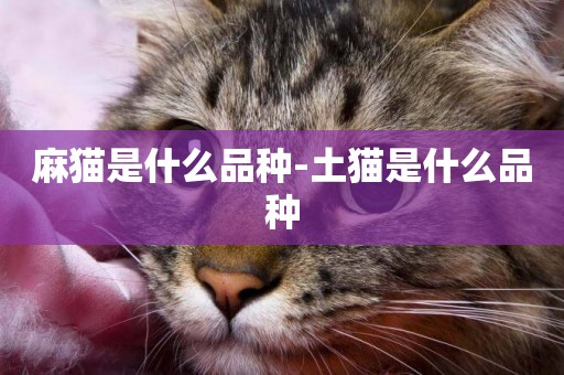 麻貓是什么品種-土貓是什么品種
