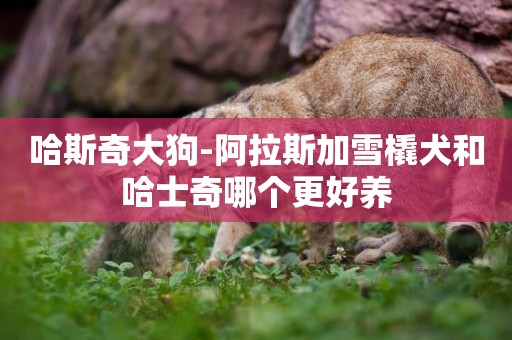 哈斯奇大狗-阿拉斯加雪橇犬和哈士奇哪個更好養