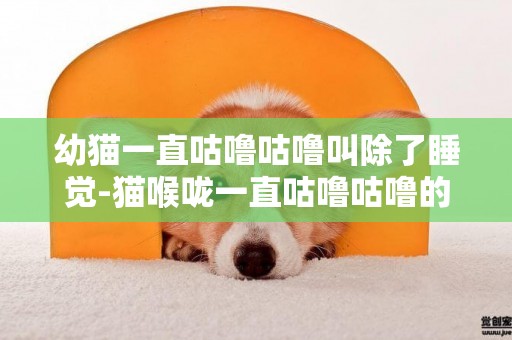 幼貓一直咕嚕咕嚕叫除了睡覺-貓喉嚨一直咕嚕咕嚕的聲音怎么回事兒