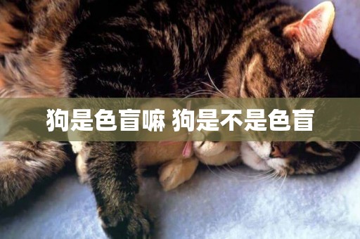 狗是色盲嘛 狗是不是色盲