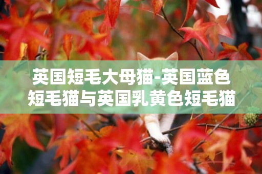 英國短毛大母貓-英國藍色短毛貓與英國乳黃色短毛貓