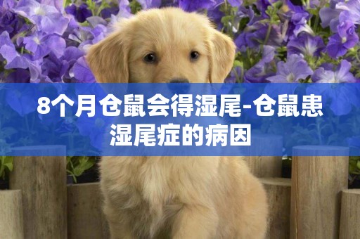 8個月倉鼠會得濕尾-倉鼠患濕尾癥的病因