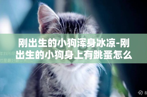剛出生的小狗渾身冰涼-剛出生的小狗身上有跳蚤怎么辦