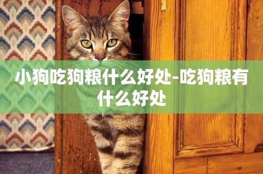 小狗吃狗糧什么好處-吃狗糧有什么好處