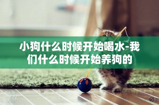 小狗什么時候開始喝水-我們什么時候開始養狗的