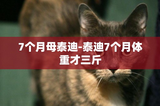 7個月母泰迪-泰迪7個月體重才三斤
