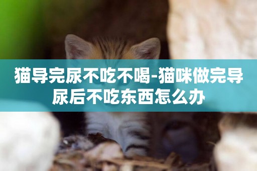 貓導完尿不吃不喝-貓咪做完導尿后不吃東西怎么辦