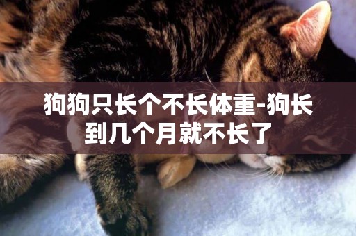 狗狗只長個不長體重-狗長到幾個月就不長了