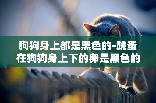 狗狗身上都是黑色的-跳蚤在狗狗身上下的卵是黑色的嗎