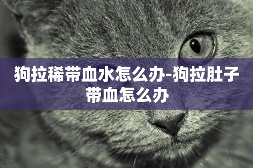 狗拉稀帶血水怎么辦-狗拉肚子帶血怎么辦