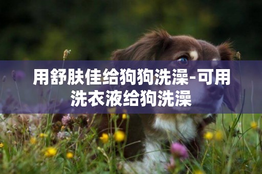 用舒膚佳給狗狗洗澡-可用洗衣液給狗洗澡