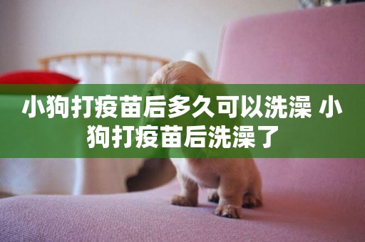 小狗打疫苗后多久可以洗澡 小狗打疫苗后洗澡了