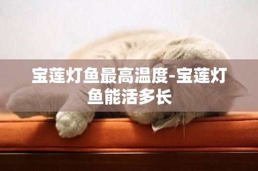 寶蓮燈魚最高溫度-寶蓮燈魚能活多長