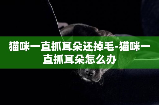 貓咪一直抓耳朵還掉毛-貓咪一直抓耳朵怎么辦