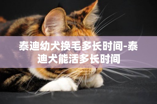 泰迪幼犬換毛多長時間-泰迪犬能活多長時間