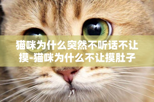 貓咪為什么突然不聽話不讓摸-貓咪為什么不讓摸肚子