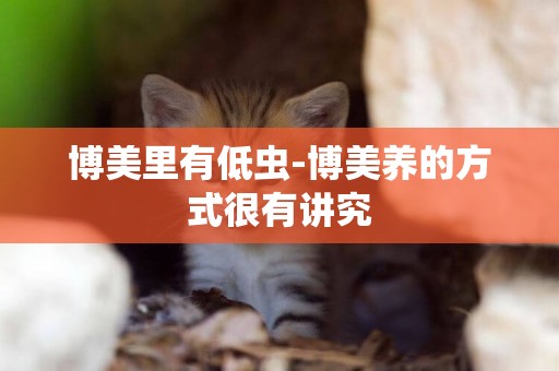 博美里有低蟲-博美養的方式很有講究