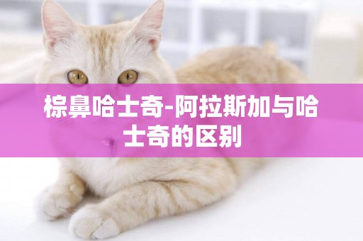 棕鼻哈士奇-阿拉斯加與哈士奇的區別