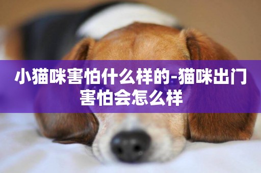 小貓咪害怕什么樣的-貓咪出門害怕會怎么樣