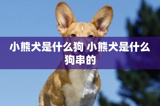 小熊犬是什么狗 小熊犬是什么狗串的